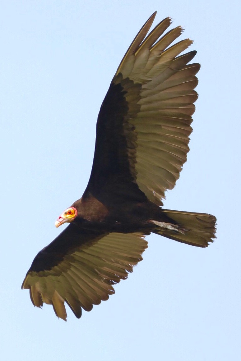 Lesser Yellow-headed Vulture - ML180848231
