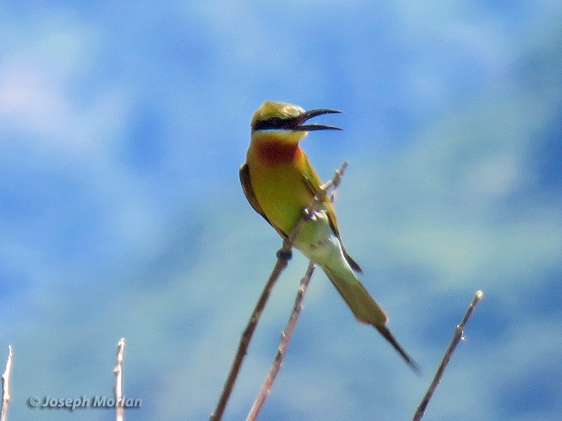 Blue-tailed Bee-eater - ML180849581