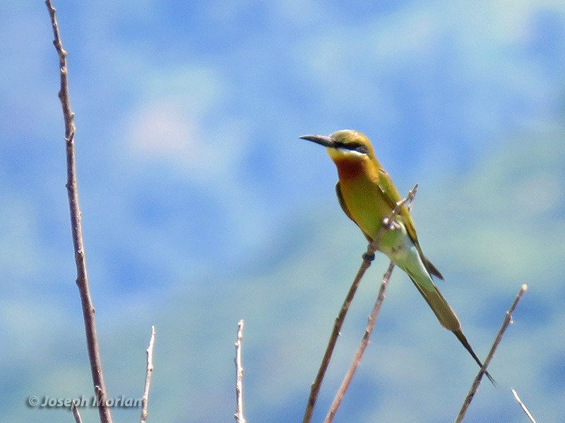 Blue-tailed Bee-eater - ML180849591
