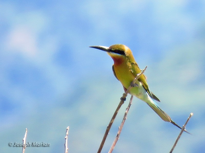 Blue-tailed Bee-eater - ML180849601