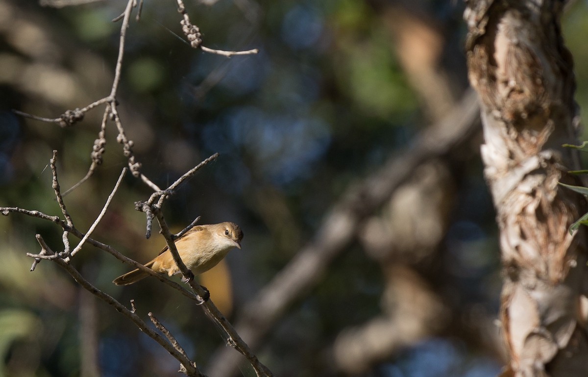 Australian Reed Warbler - ML180849801