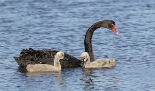 Black Swan, ML180851461