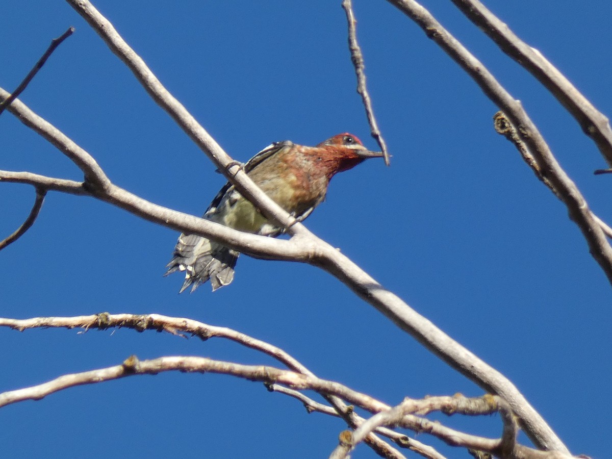 Red-breasted Sapsucker - ML180851731