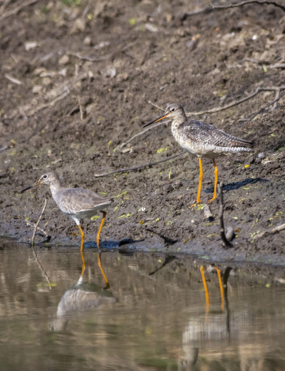 Spotted Redshank - ML180852481