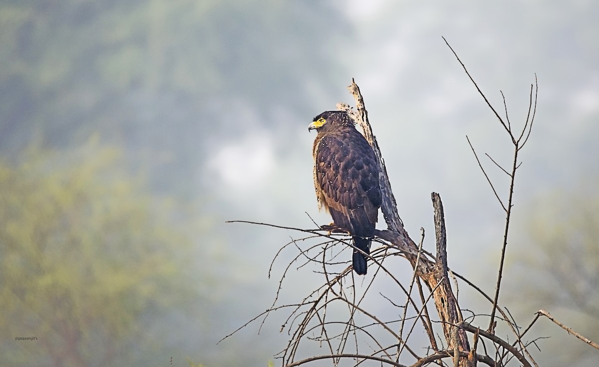 Crested Serpent-Eagle - ML180853321