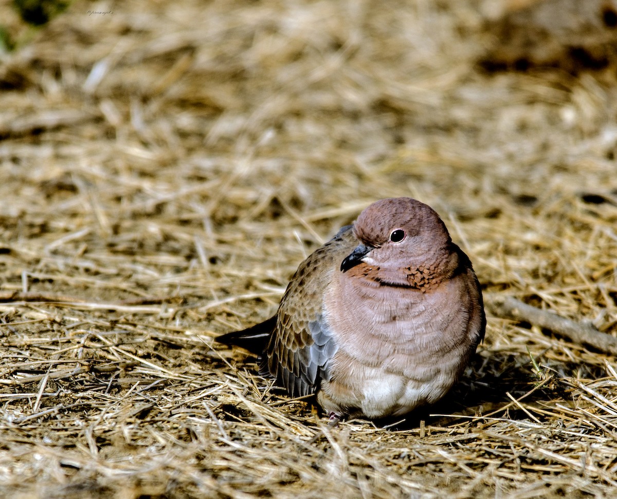Laughing Dove - ML180853341