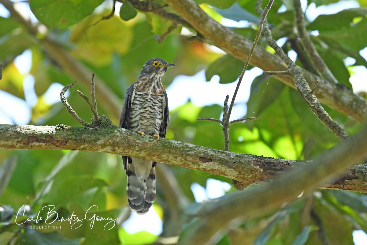Large Hawk-Cuckoo - carlo gomez