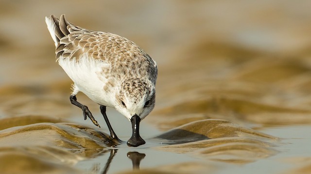 Adult in Definitive Basic Plumage. - Spoon-billed Sandpiper - 