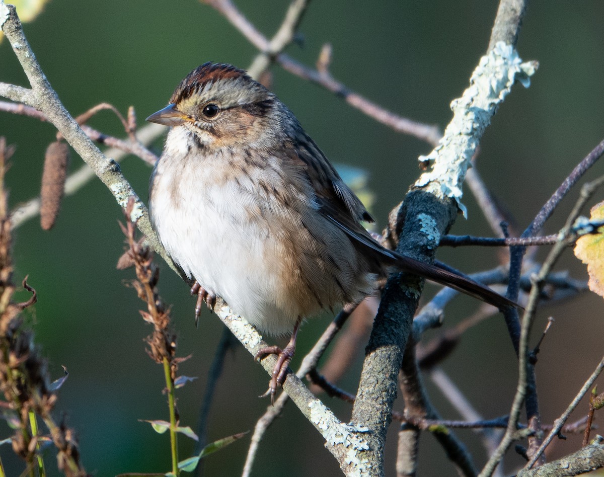 Swamp Sparrow - Lynn    <')))< Salmon