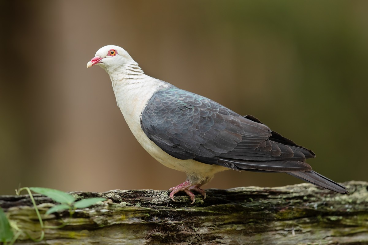 White-headed Pigeon - ML180857161