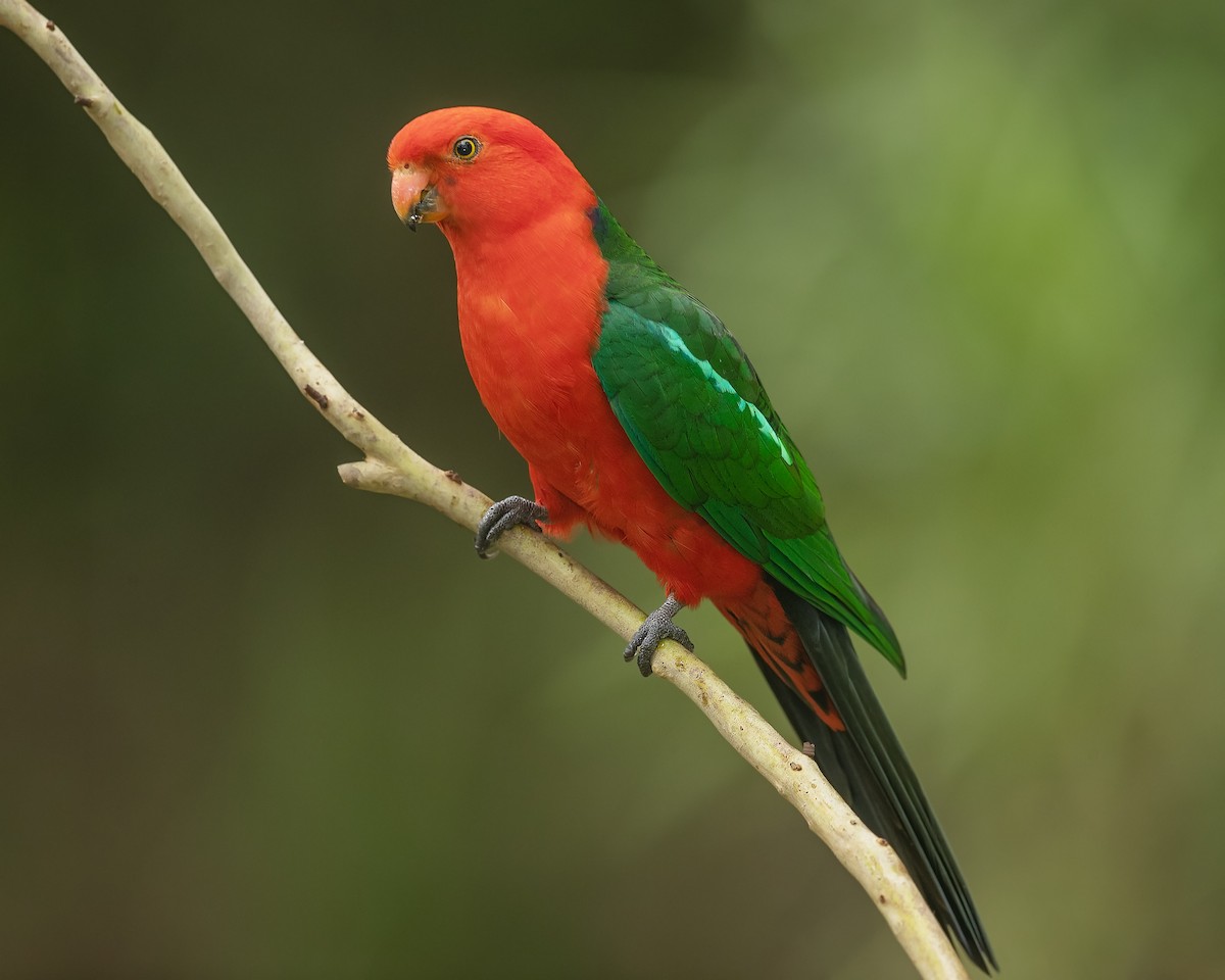 Avustralya Kral Papağanı - ML180857191