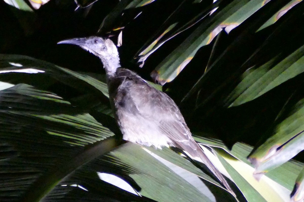 Tanimbar Friarbird - ML180858161