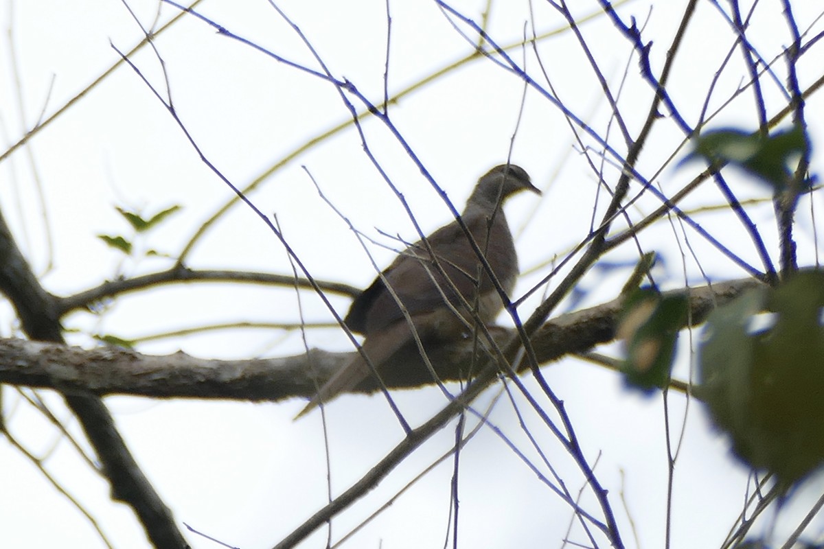 Tanimbar Cuckoo-Dove - ML180859101