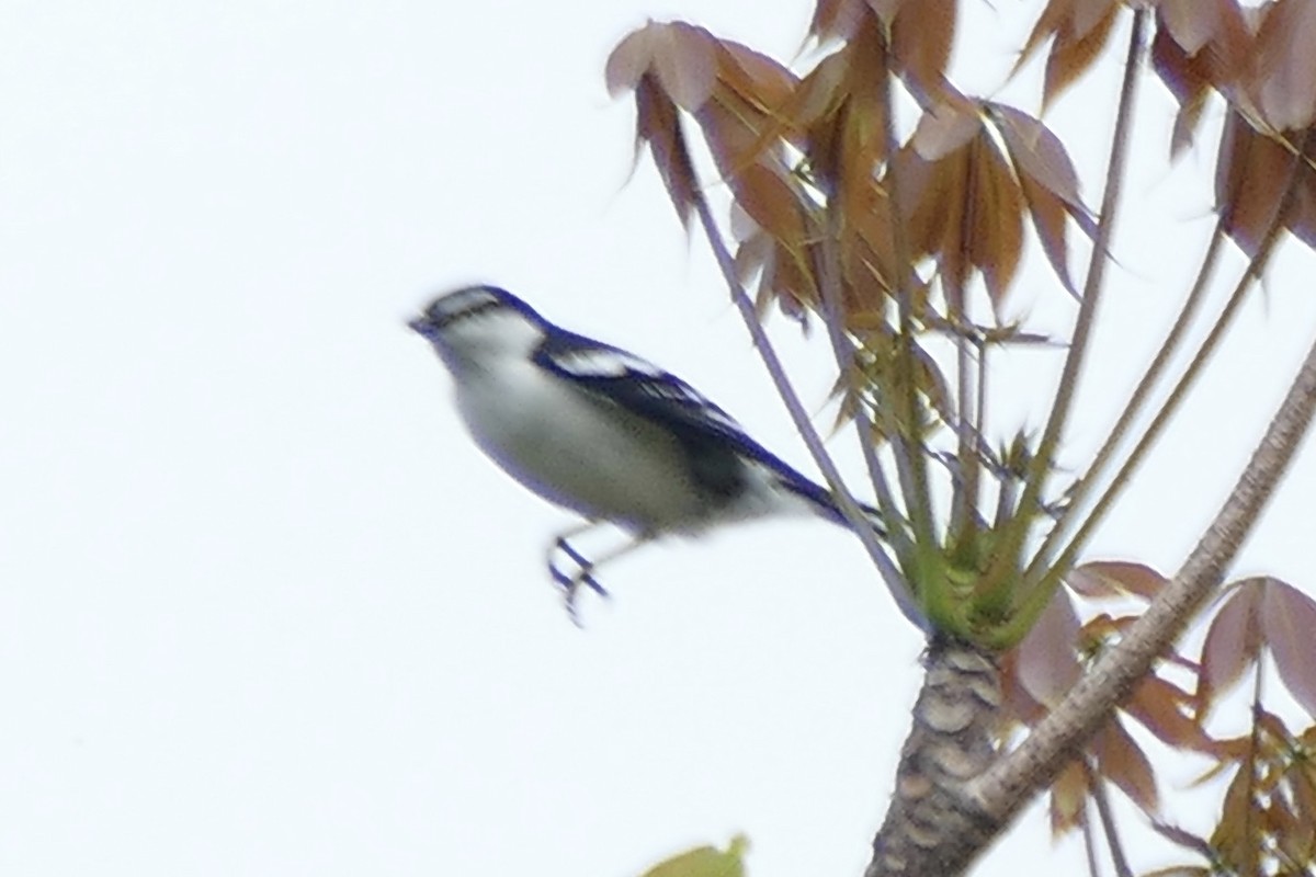 White-browed Triller - ML180859291