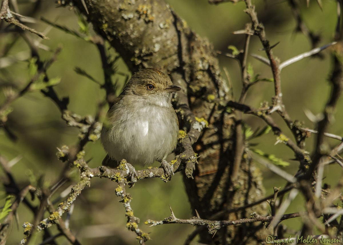 Fulvous-crowned Scrub-Tyrant - ML180859651