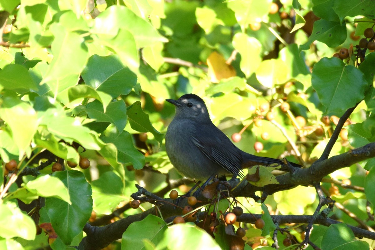 Gray Catbird - irina shulgina