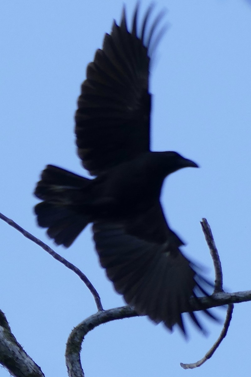 Violet Crow - ML180865011