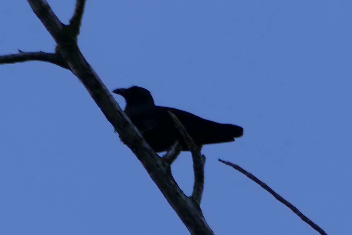 Violet Crow - ML180865021