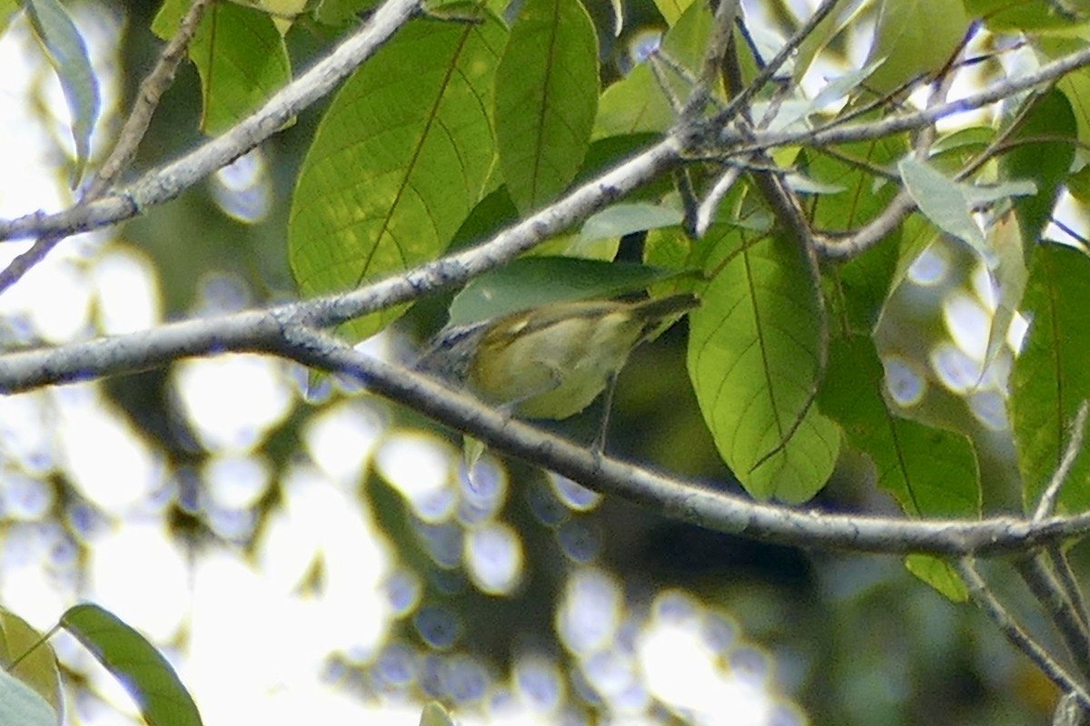 Island Leaf Warbler (Seram) - ML180866651