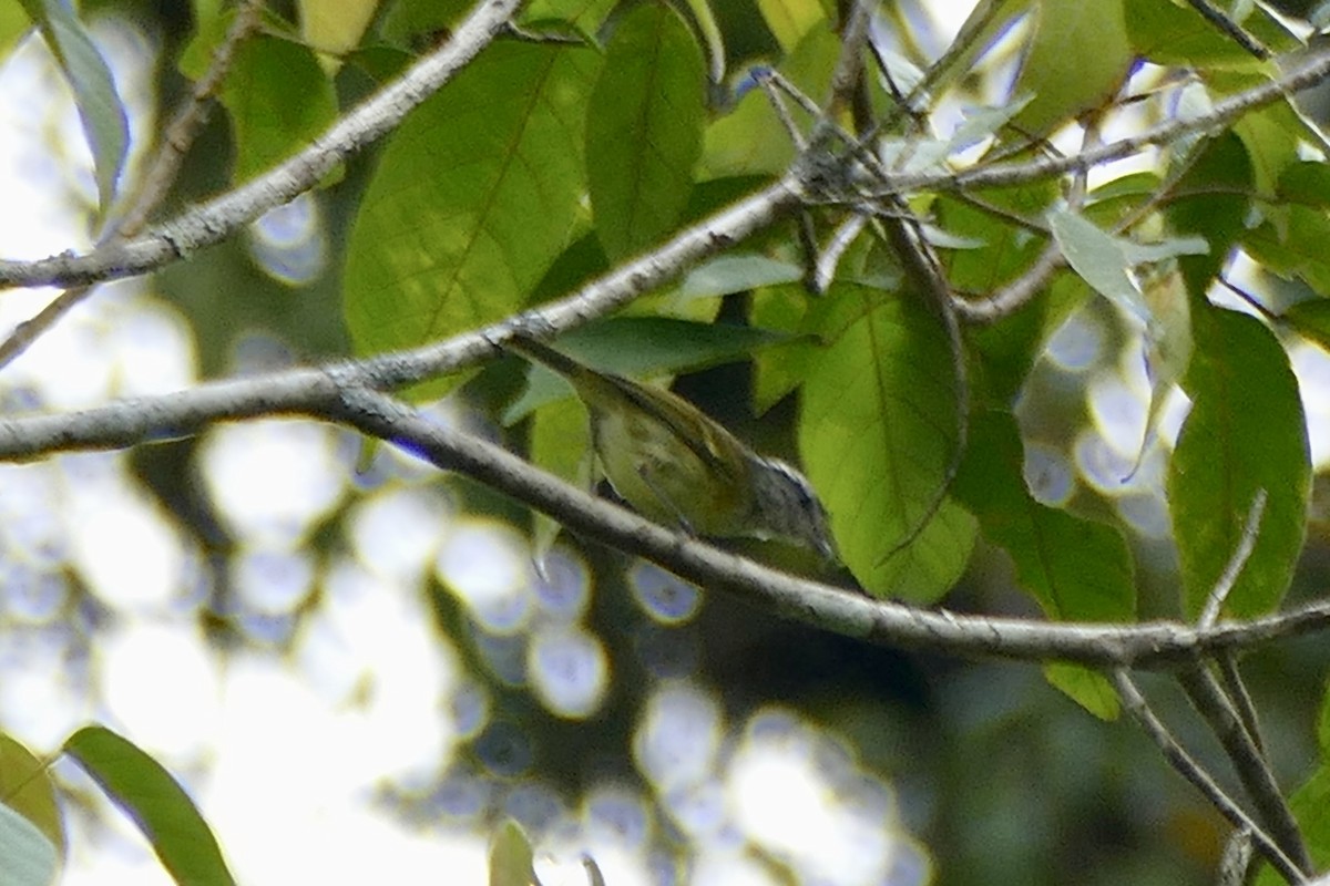 Island Leaf Warbler (Seram) - ML180866661