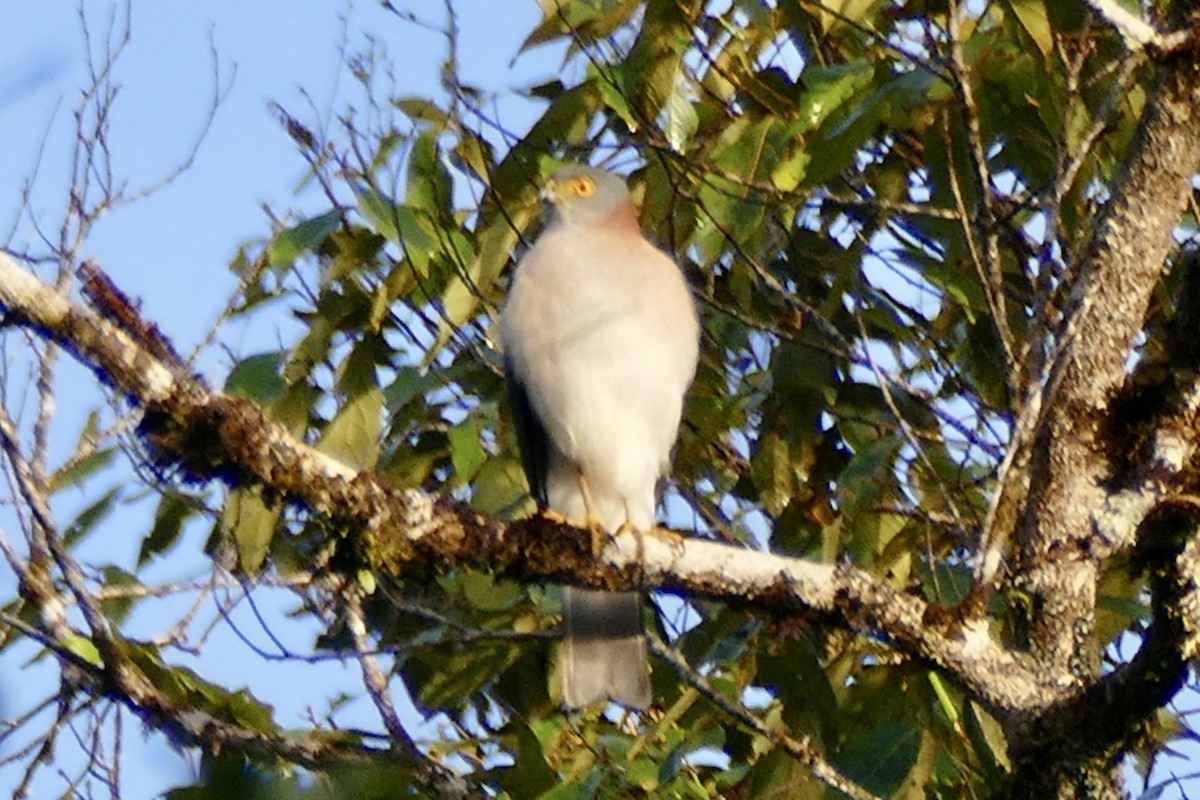 Rufous-necked Sparrowhawk - ML180866891