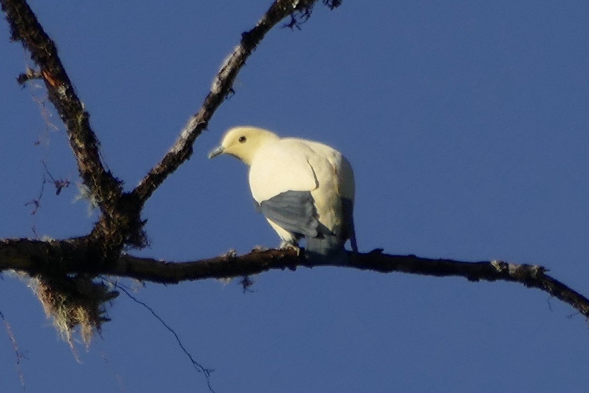 Pied Imperial-Pigeon - ML180866941