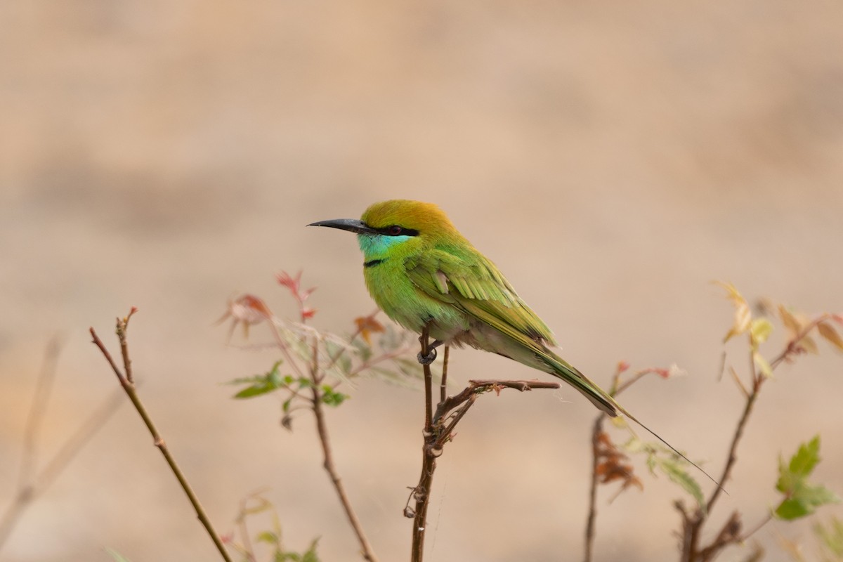 Asian Green Bee-eater - ML180868921