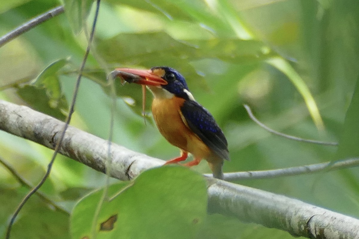 Moluccan Dwarf-Kingfisher (Seram) - Peter Kaestner