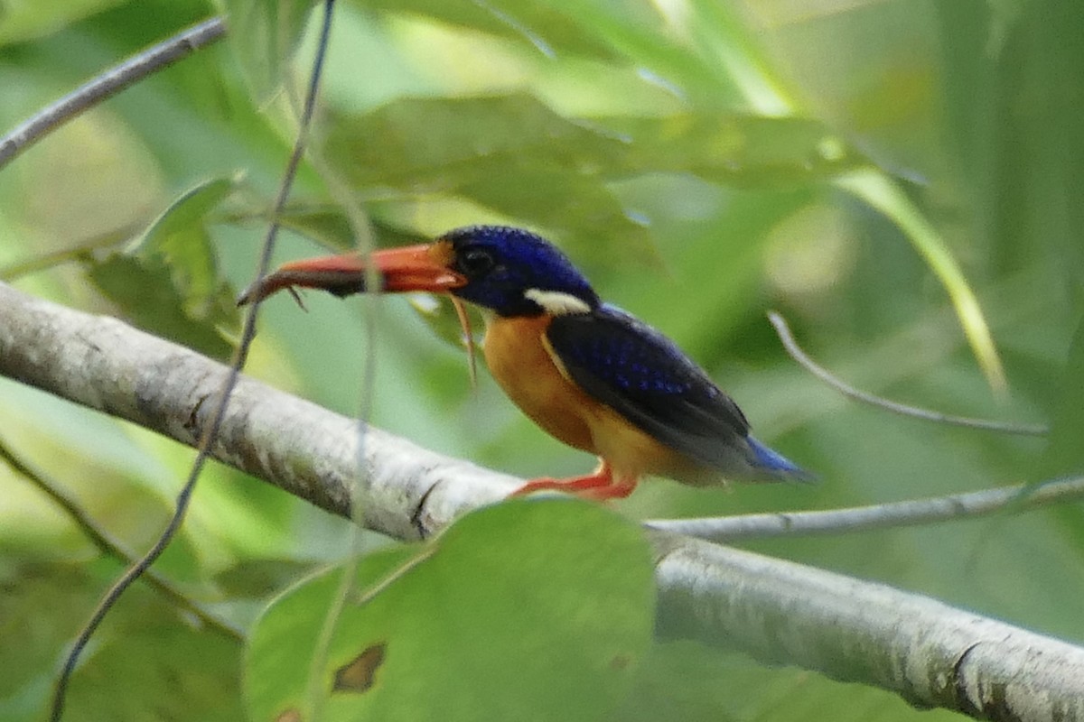 Moluccan Dwarf-Kingfisher (Seram) - ML180869611