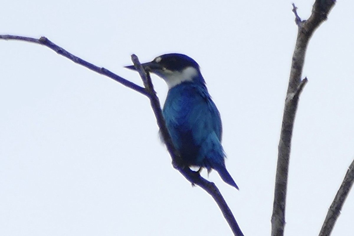 Lazuli Kingfisher - ML180869701