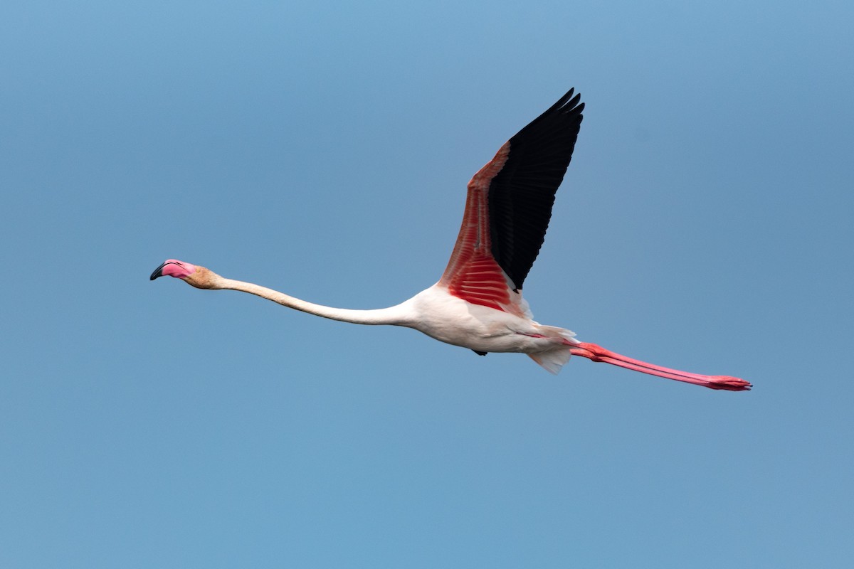 Greater Flamingo - Alok Katkar