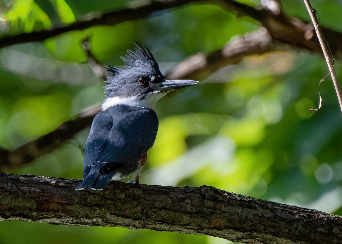 Belted Kingfisher - Gil Yang
