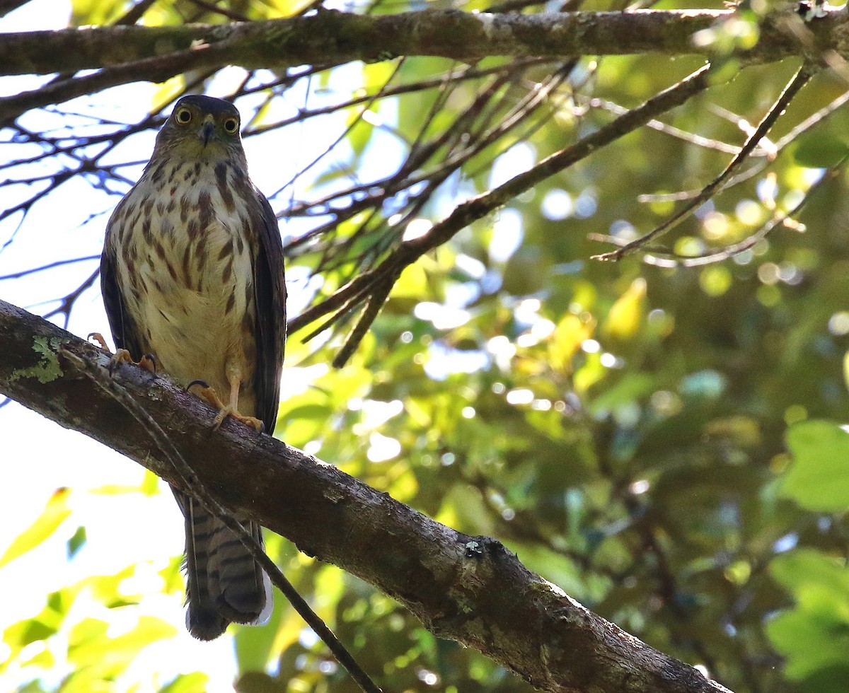 Rufous-necked Sparrowhawk - ML180872301