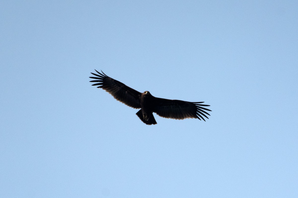 Greater Spotted Eagle - ML180872691