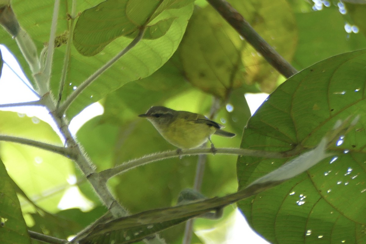 Island Leaf Warbler (Buru) - Peter Kaestner
