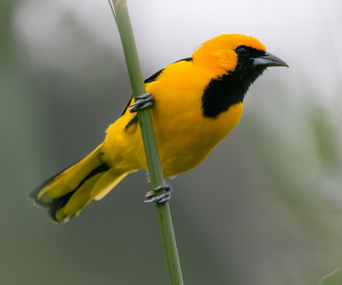 Yellow-tailed Oriole - Isaias Morataya