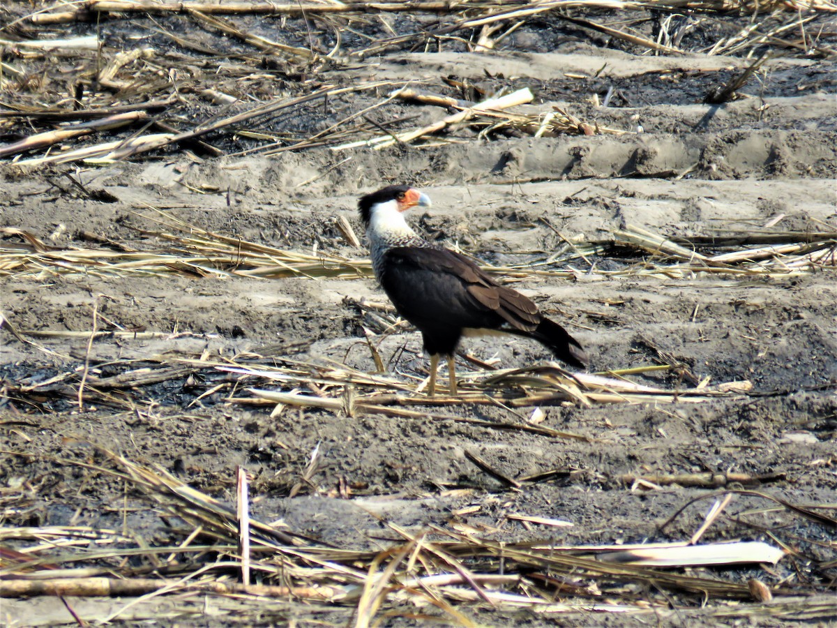 Crested Caracara (Northern) - Michel Turcot