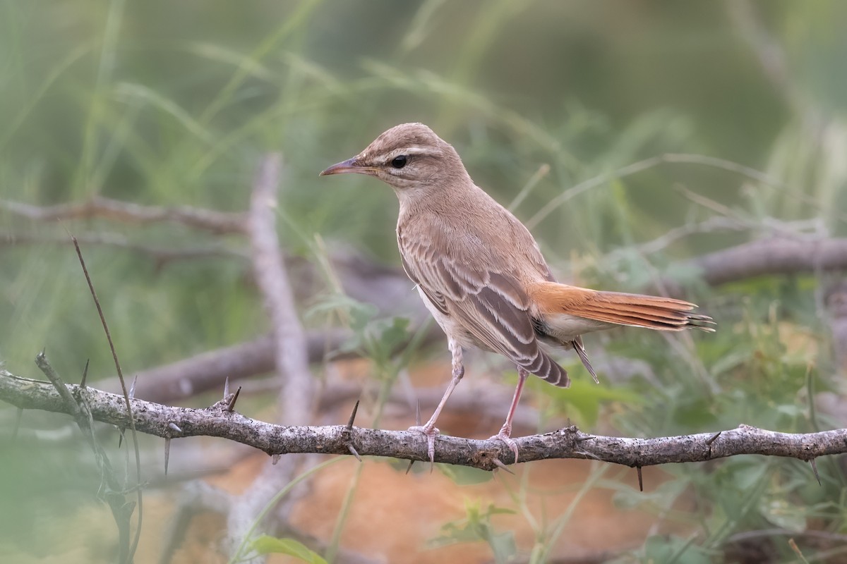Rufous-tailed Scrub-Robin - Hemant Dhadnekar
