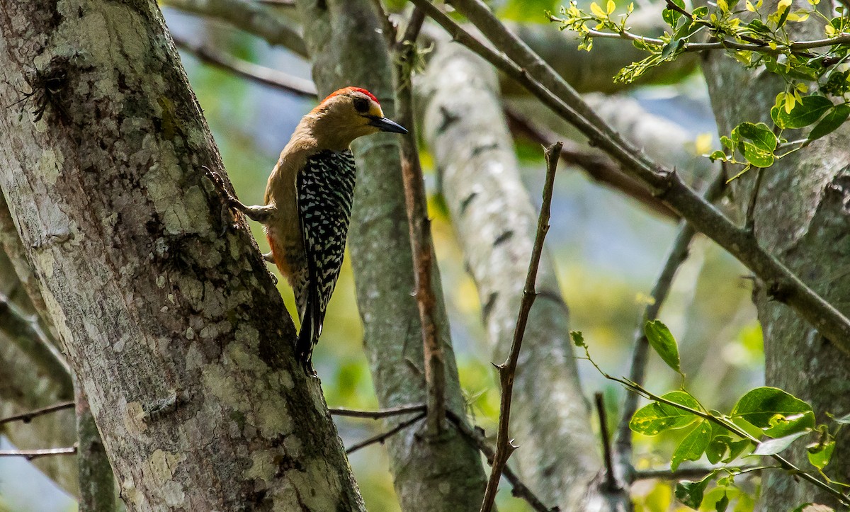 Red-crowned Woodpecker - ML180885771