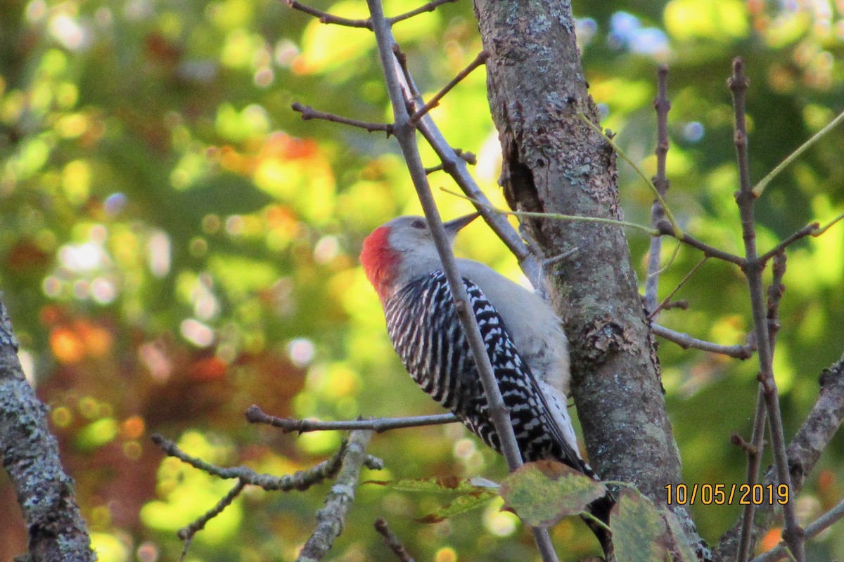 Red-bellied Woodpecker - ML180888461