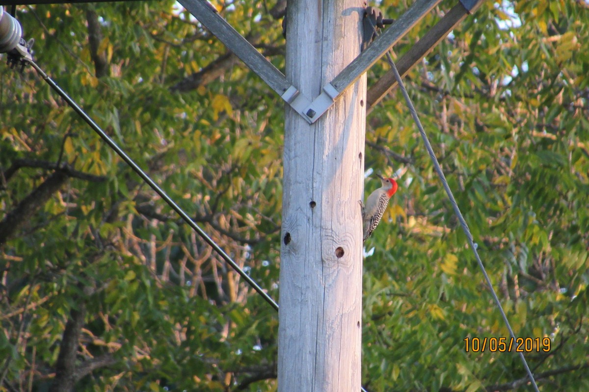 Red-bellied Woodpecker - ML180888691