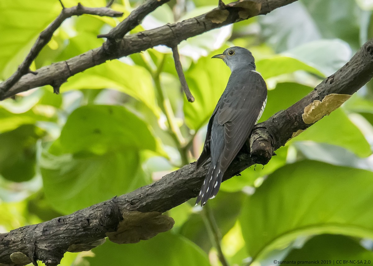 Lesser Cuckoo - Sumanta Pramanick