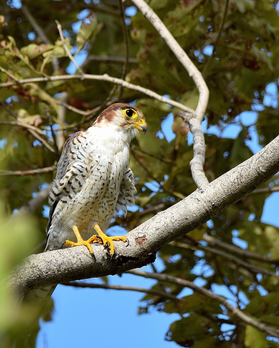 Red-necked Falcon - Narender Khaira