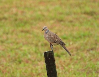 Spotted Dove, ML180891421