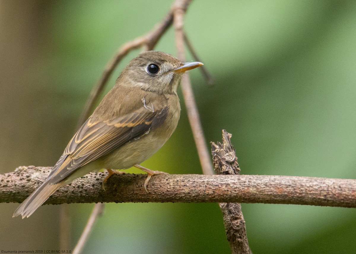 Brown-breasted Flycatcher - ML180891791