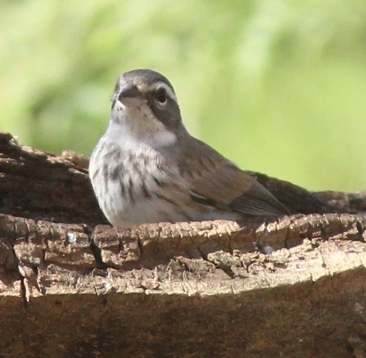 Black-throated Sparrow - ML180891821