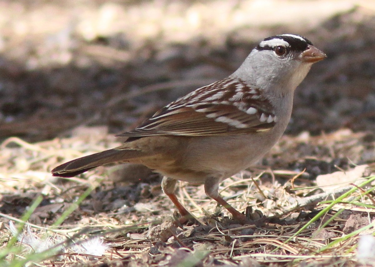 White-crowned Sparrow (Dark-lored) - ML180891831