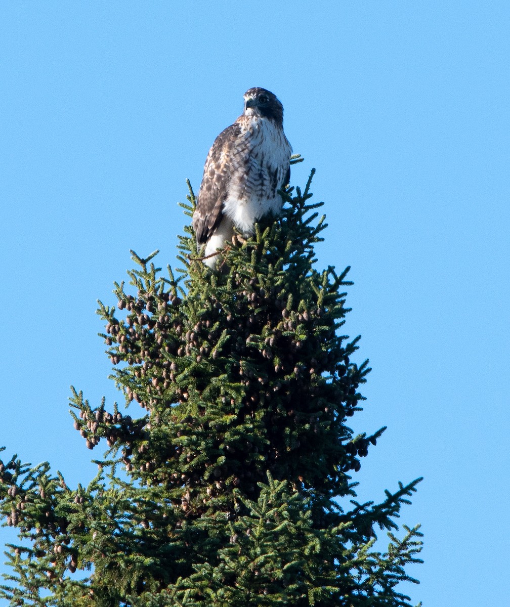 Red-tailed Hawk - ML180895521