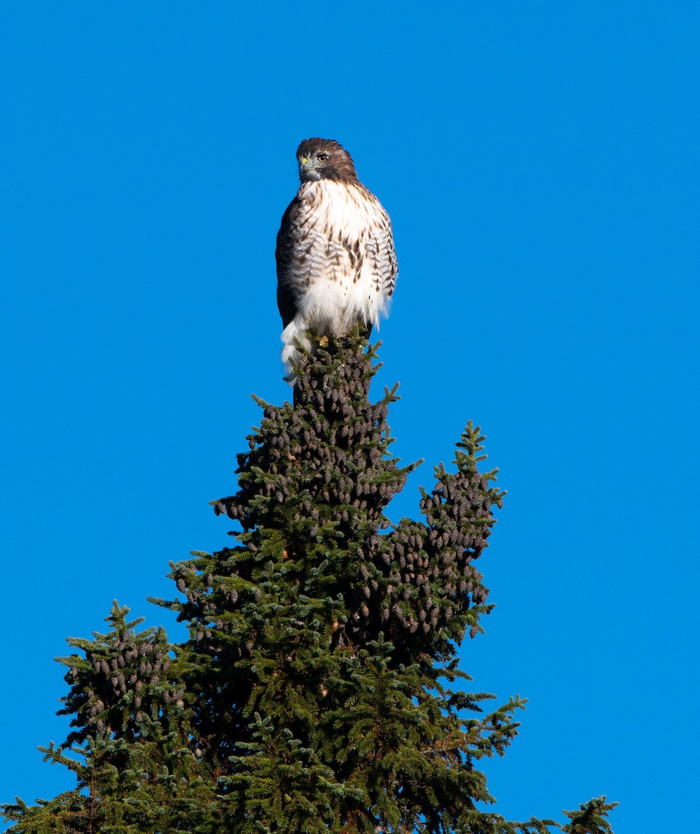 Red-tailed Hawk - ML180895531