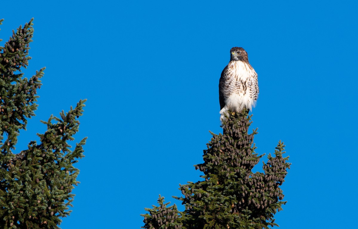 Red-tailed Hawk - ML180895551